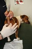 JACK RUSSEL - GLANDES ANALES 020